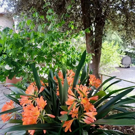 아파트 Popoltaio-schiacciato Sleeps 6 Pool T762675